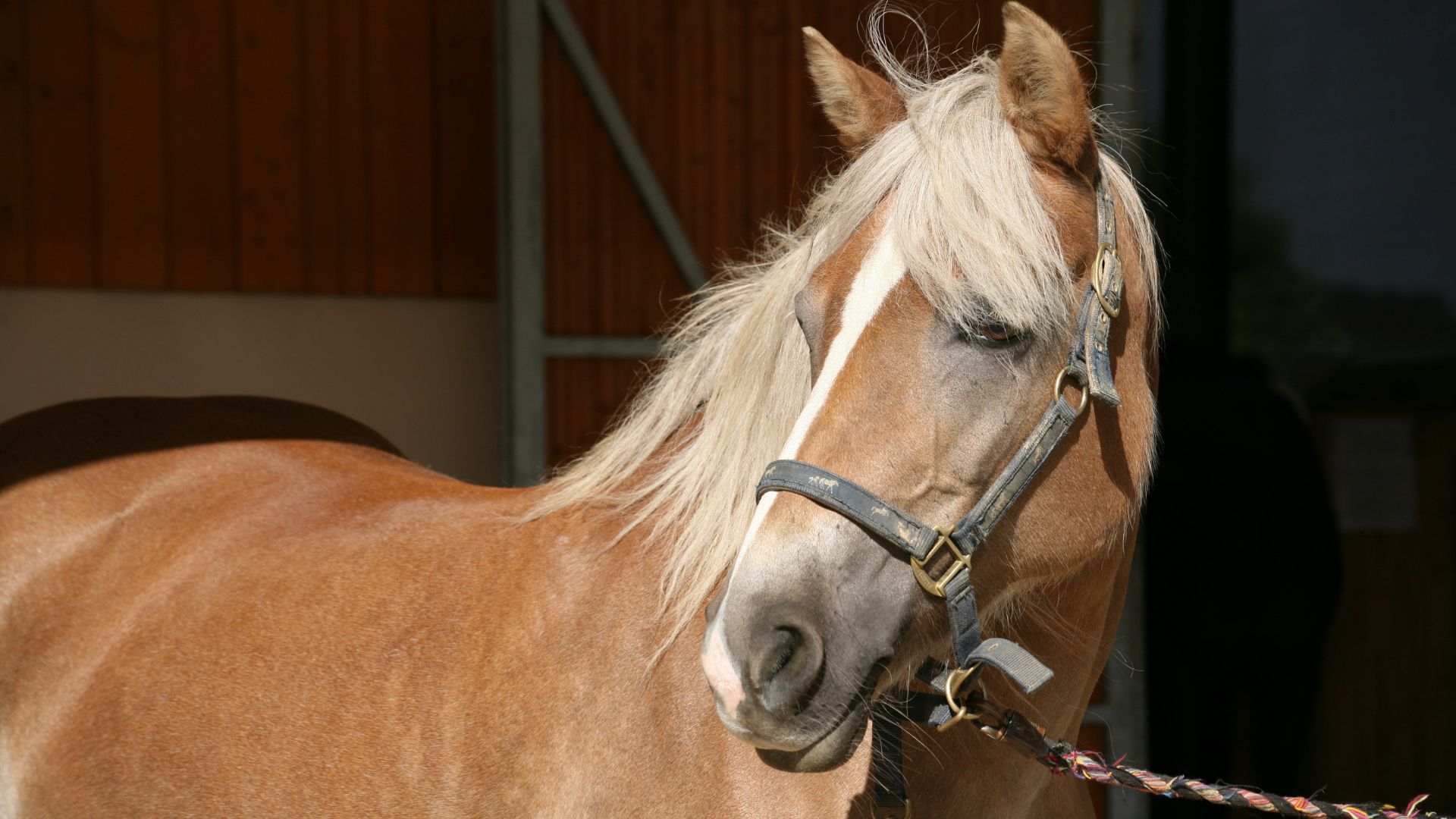 Cave Creek Arizona horse community