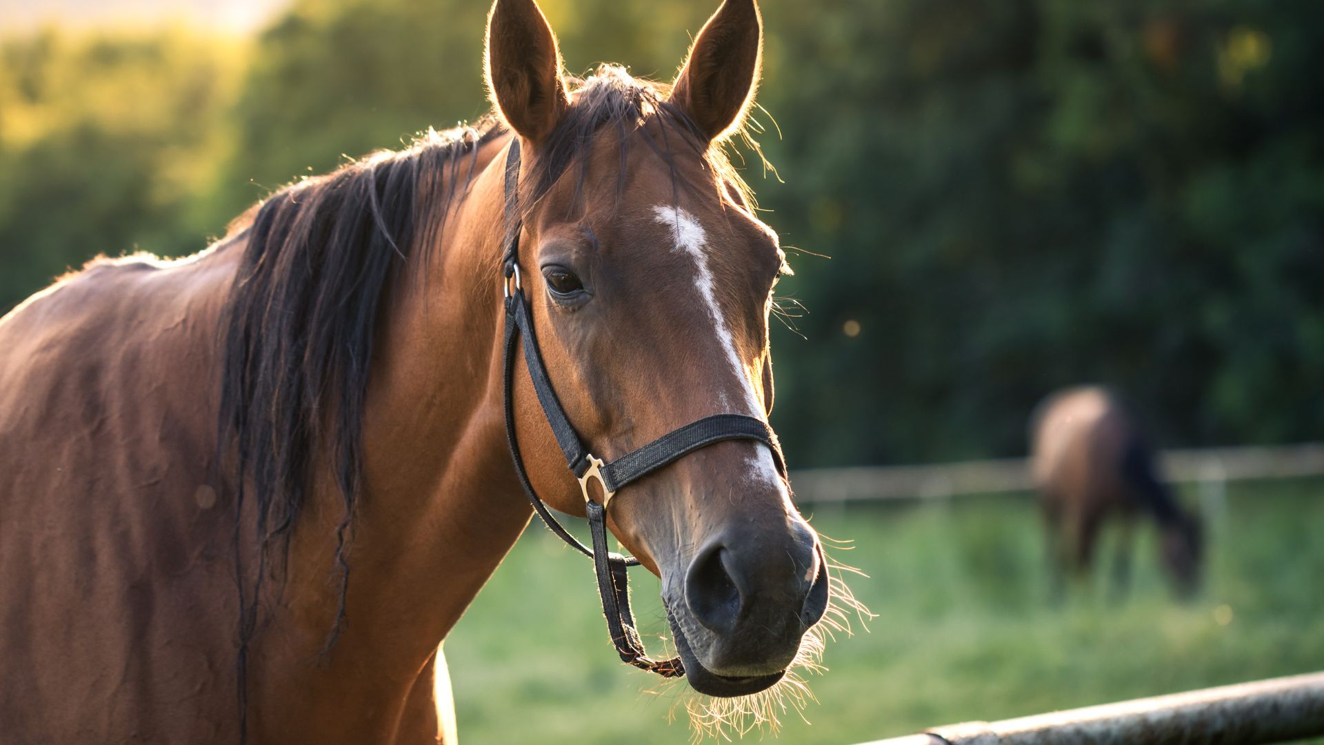 Gilbert Arizona horse community
