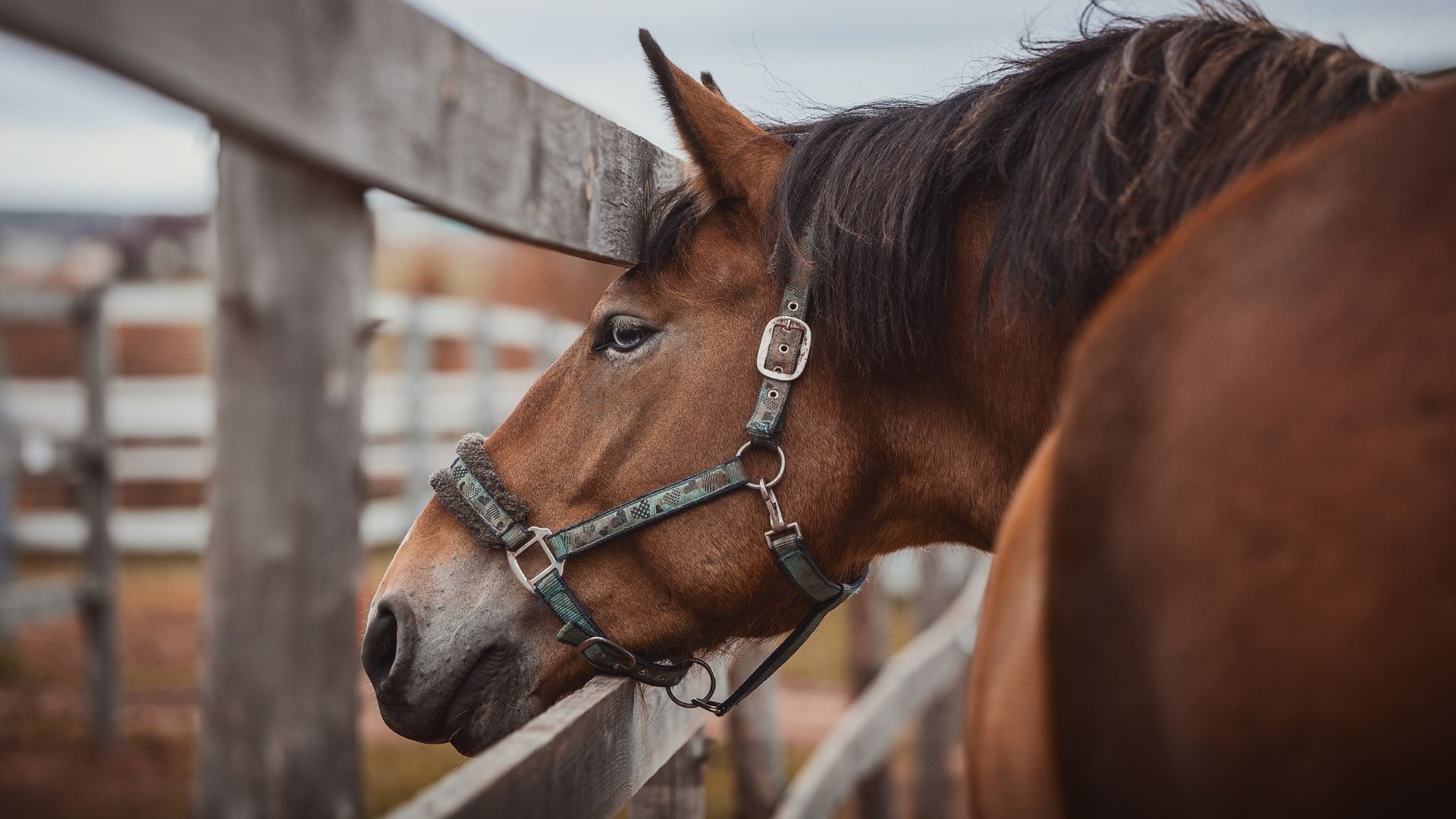 Horse communities in Arizona