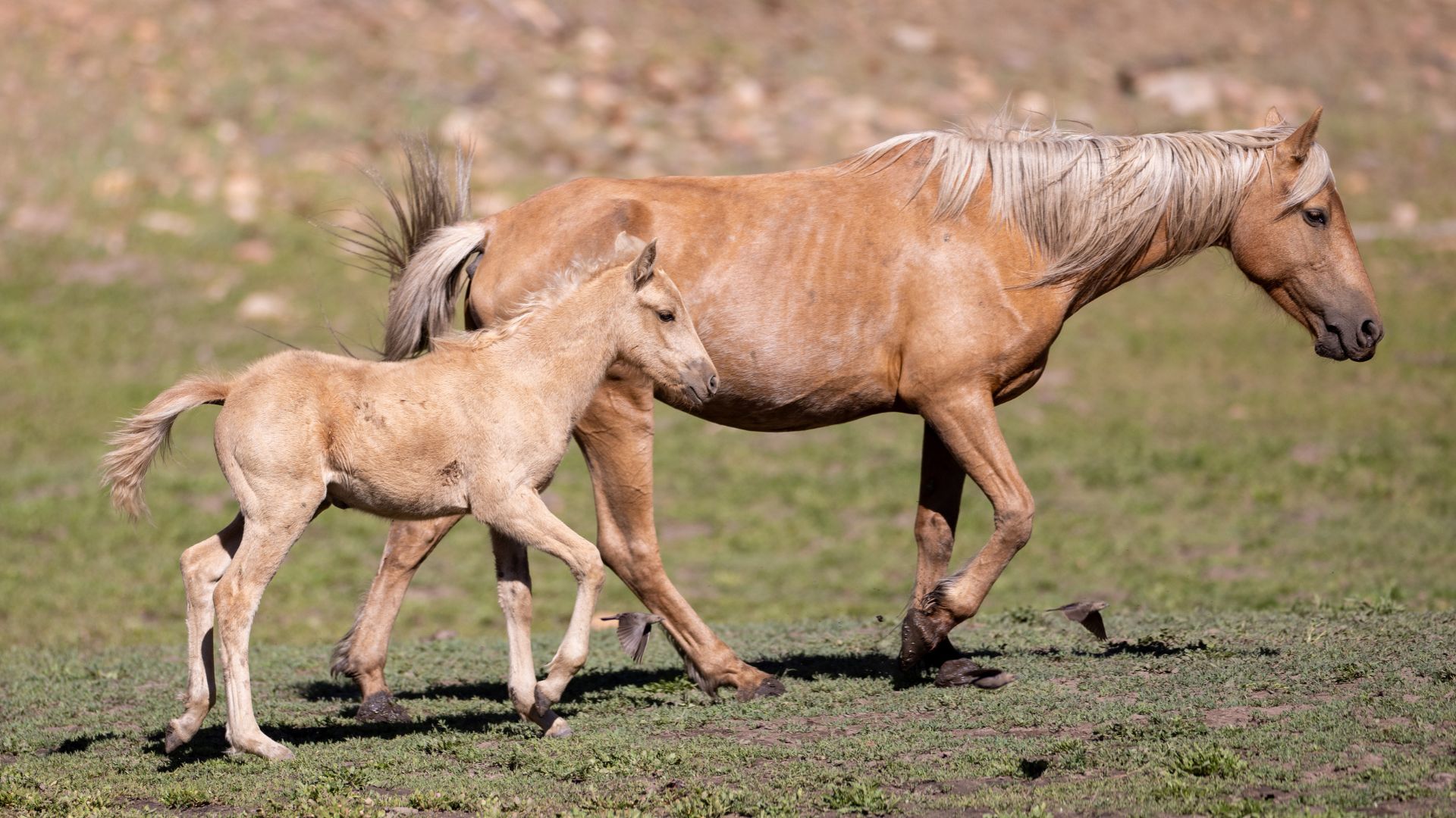 Mesa Arizona horse community