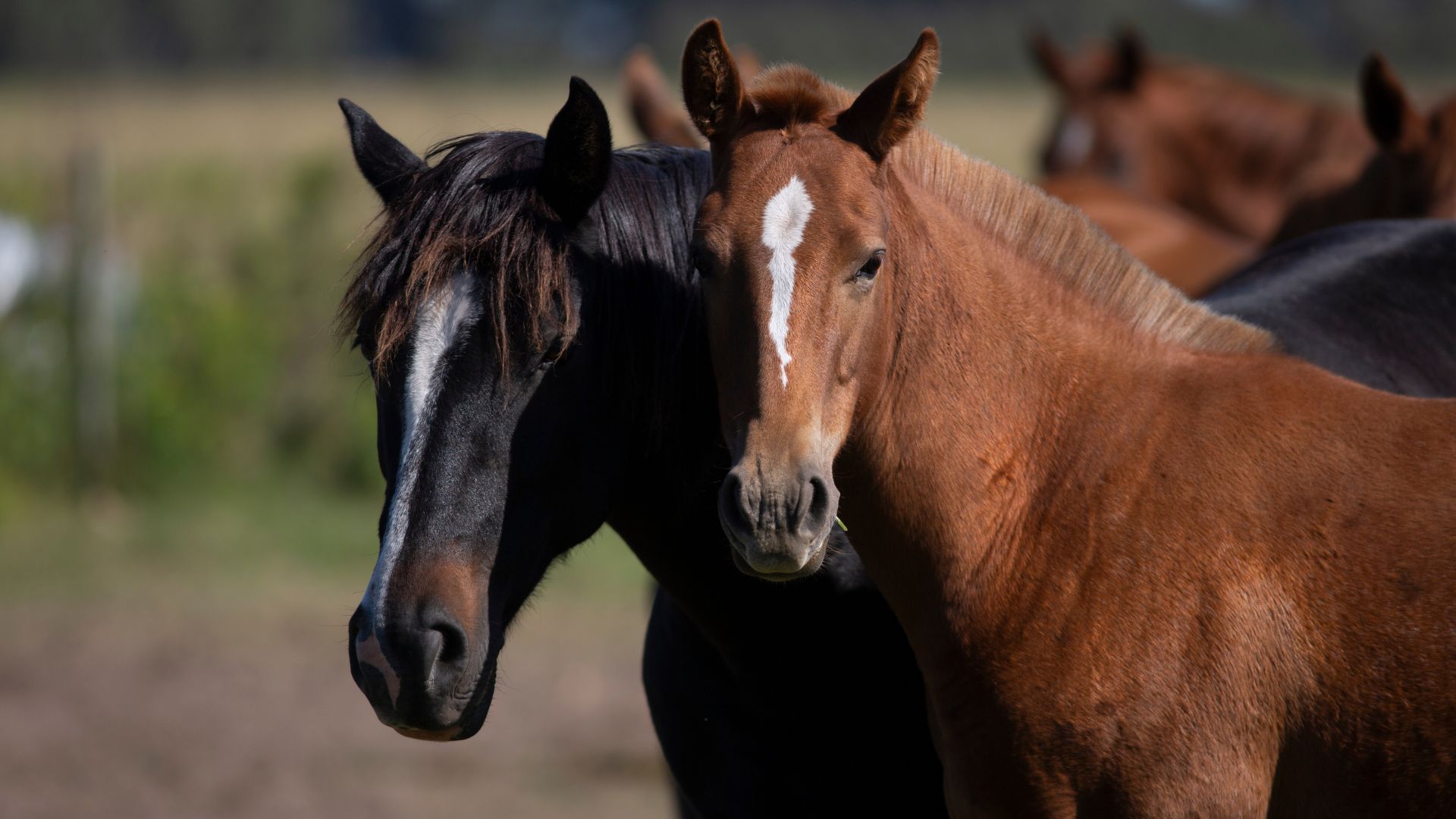 New River Arizona horse community