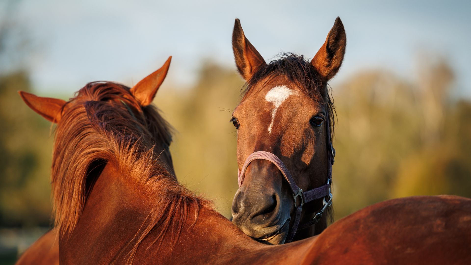 Phoenix Arizona horse community