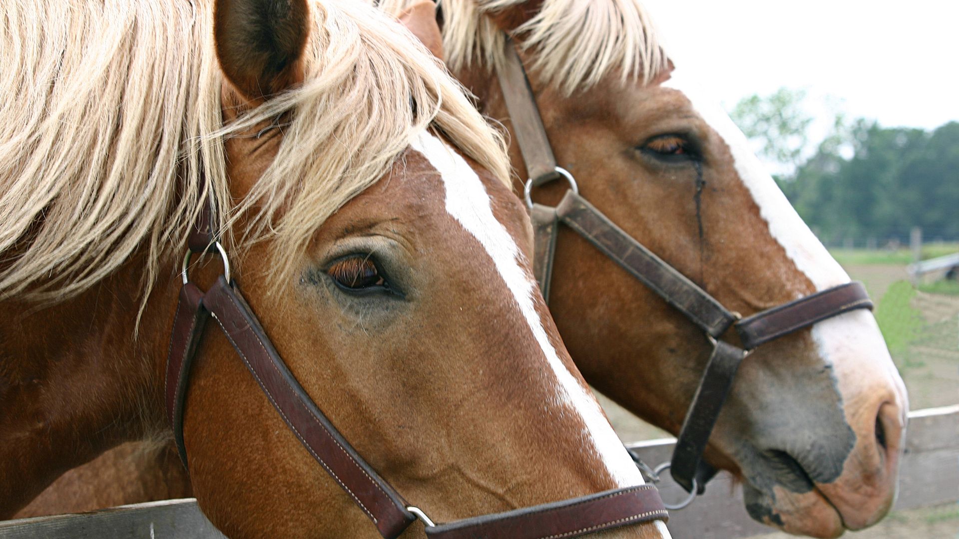 Queen Creek Arizona horse community