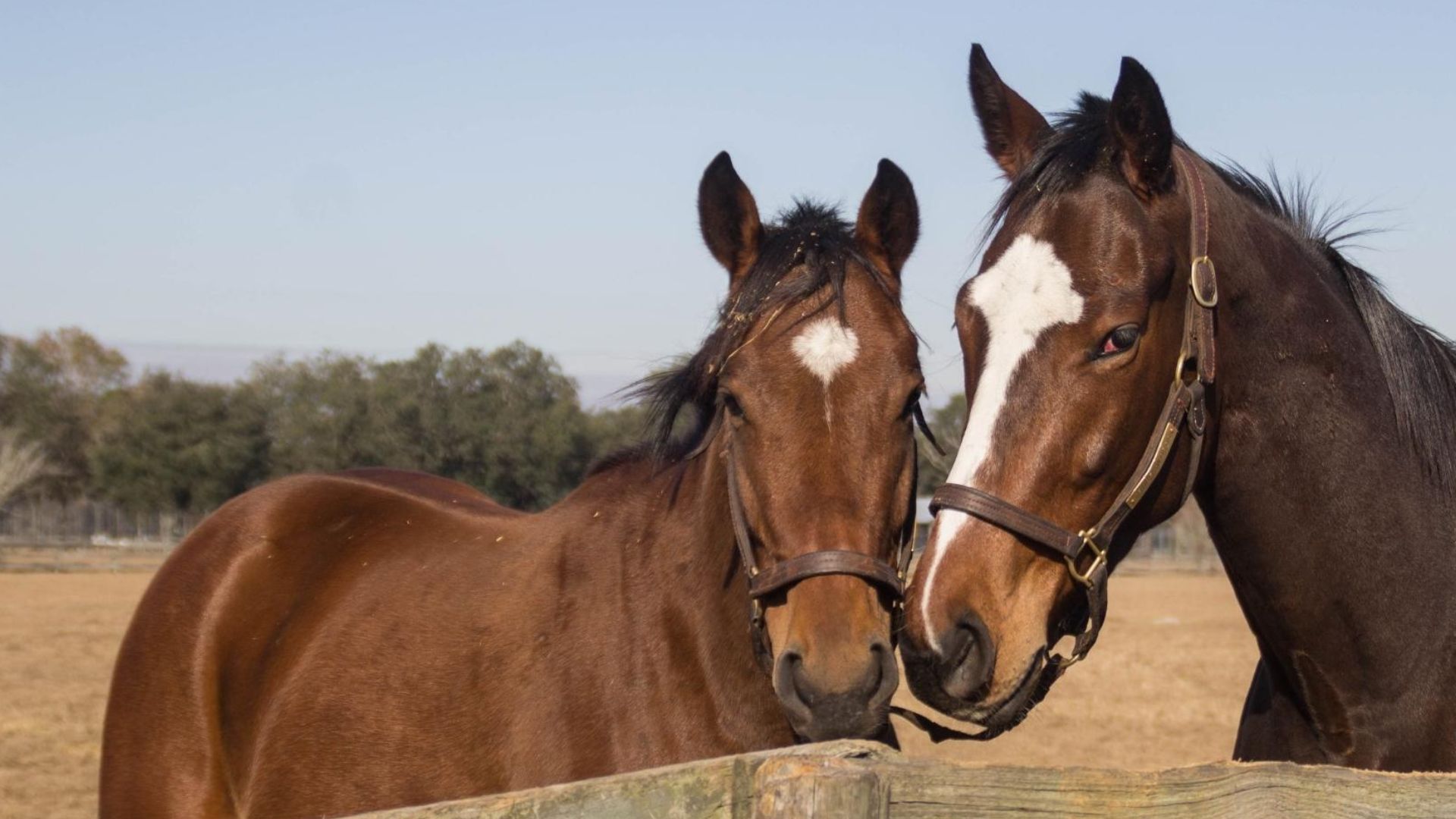 Rio Verde Arizona horse community