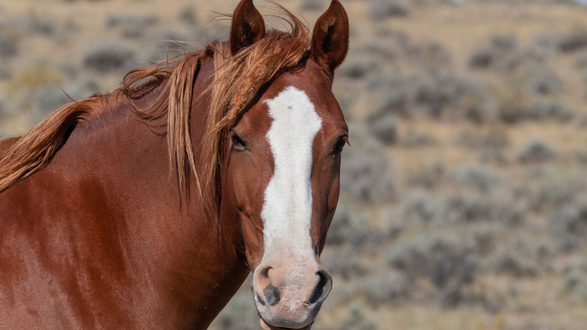 San Tan Valley Arizona horse community