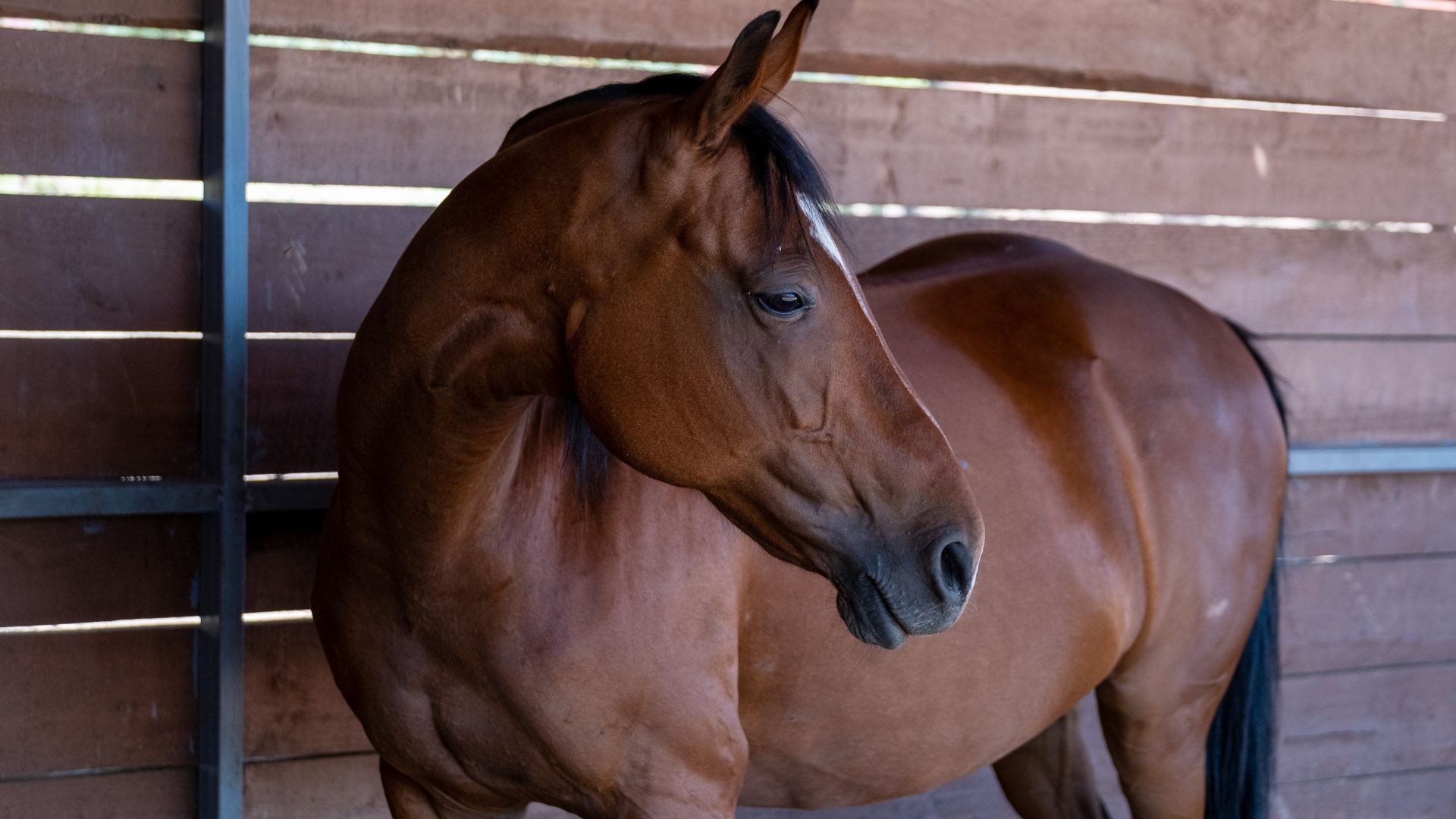 Scottsdale Arizona horse community