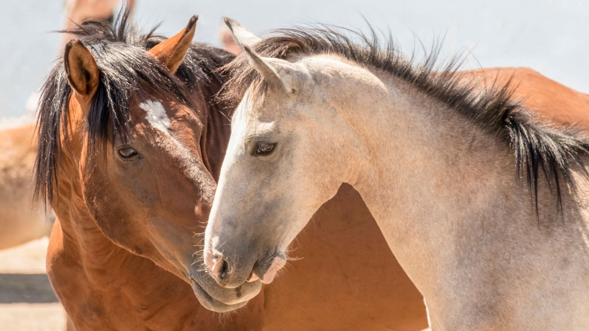 Wickenburg Arizona horse community