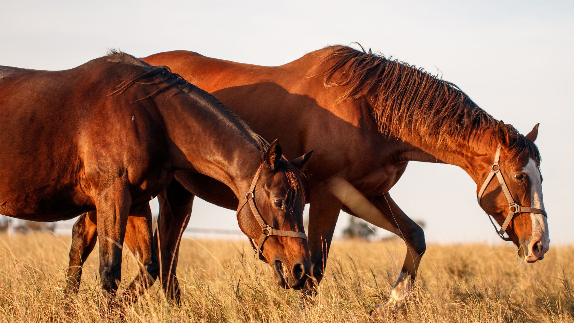 Wittmann Arizona horse community