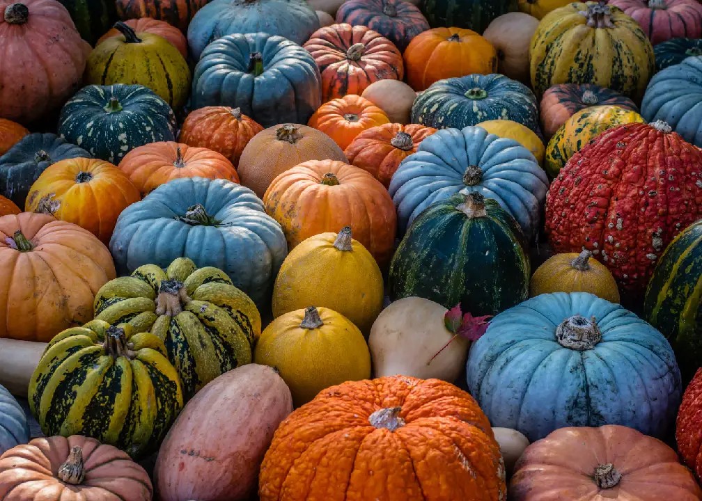 Pumpkinpalooza at Millican Reserve October 18 and 19th
