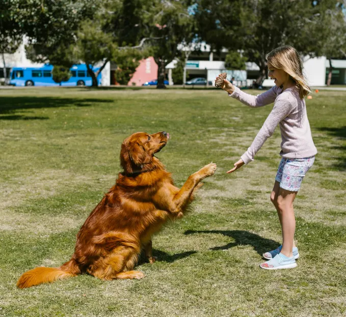 Alquiler caravanas para viajar con mascotas-perros