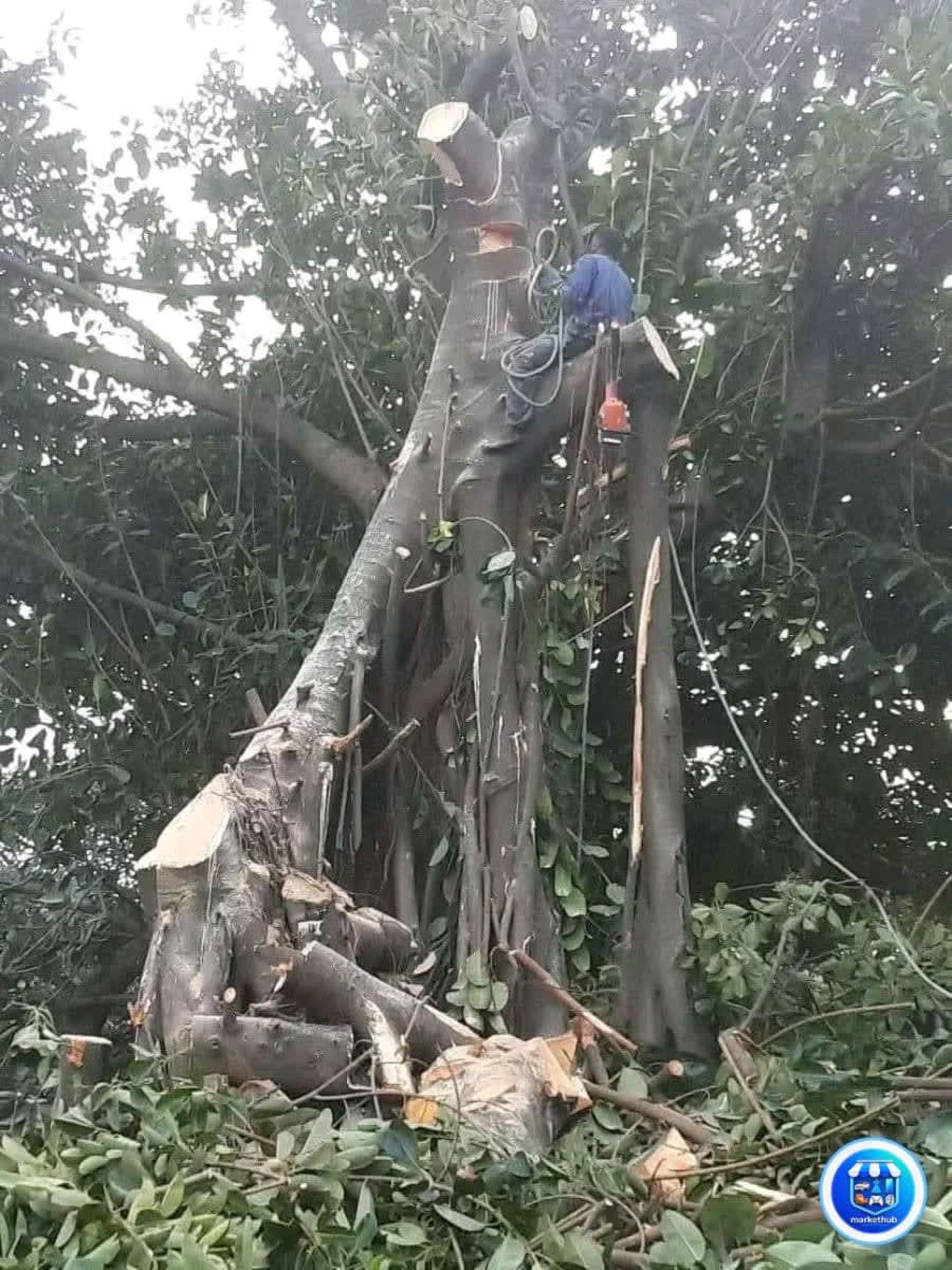 Tree felling service around Capetown with affordable cost