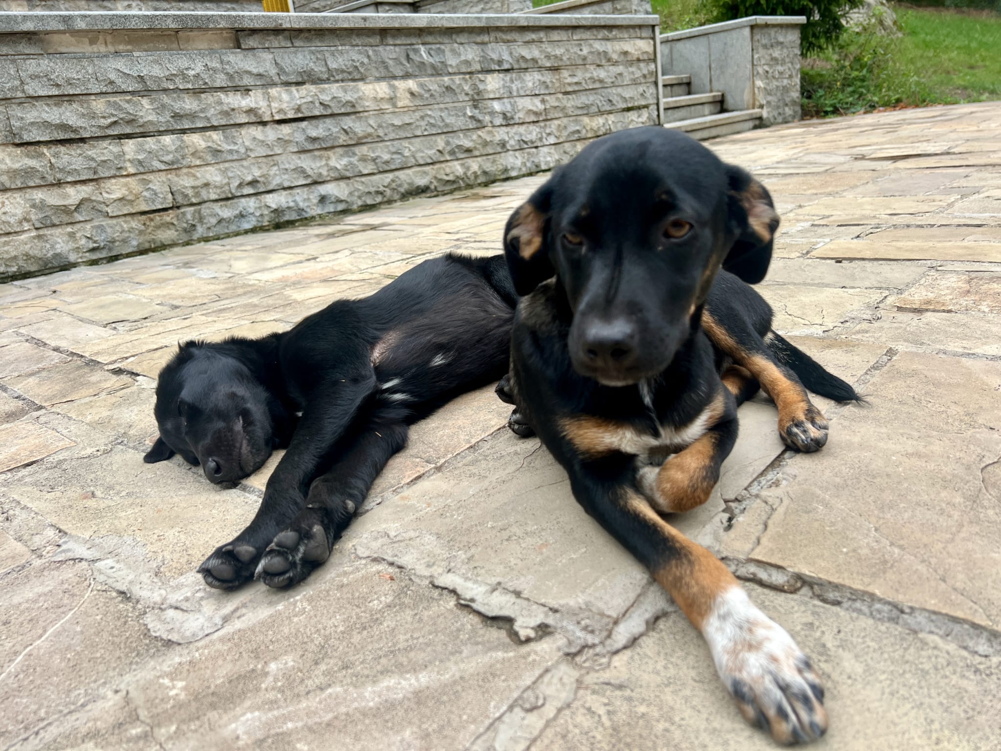 Two black dogs rest on the stone pavement, one peacefully asleep while the other sits alert with its head tilted. The beauty of Borjomi's vibrant greenery and timeless stone steps creates a serene backdrop, blending nature and culture in perfect harmony. It makes you wonder, is Borjomi worth visiting? With its picturesque landscapes and tranquil atmosphere, it certainly seems so.