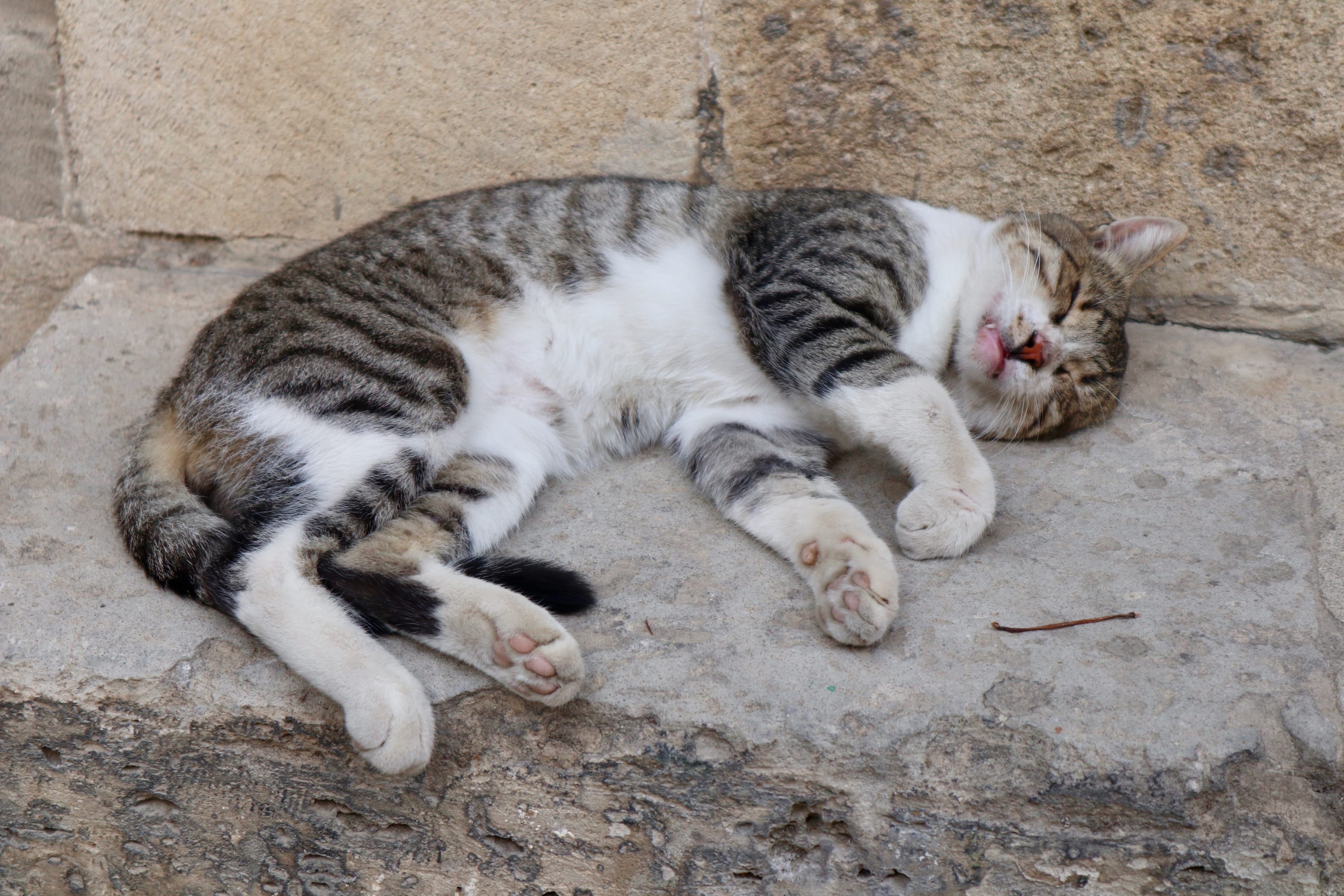 A tabby cat with white paws and a white belly is sleeping curled up on a stone surface in Baku, against a textured wall. Its eyes are closed, its tongue slightly out—a serene sight that makes the journey worth it.