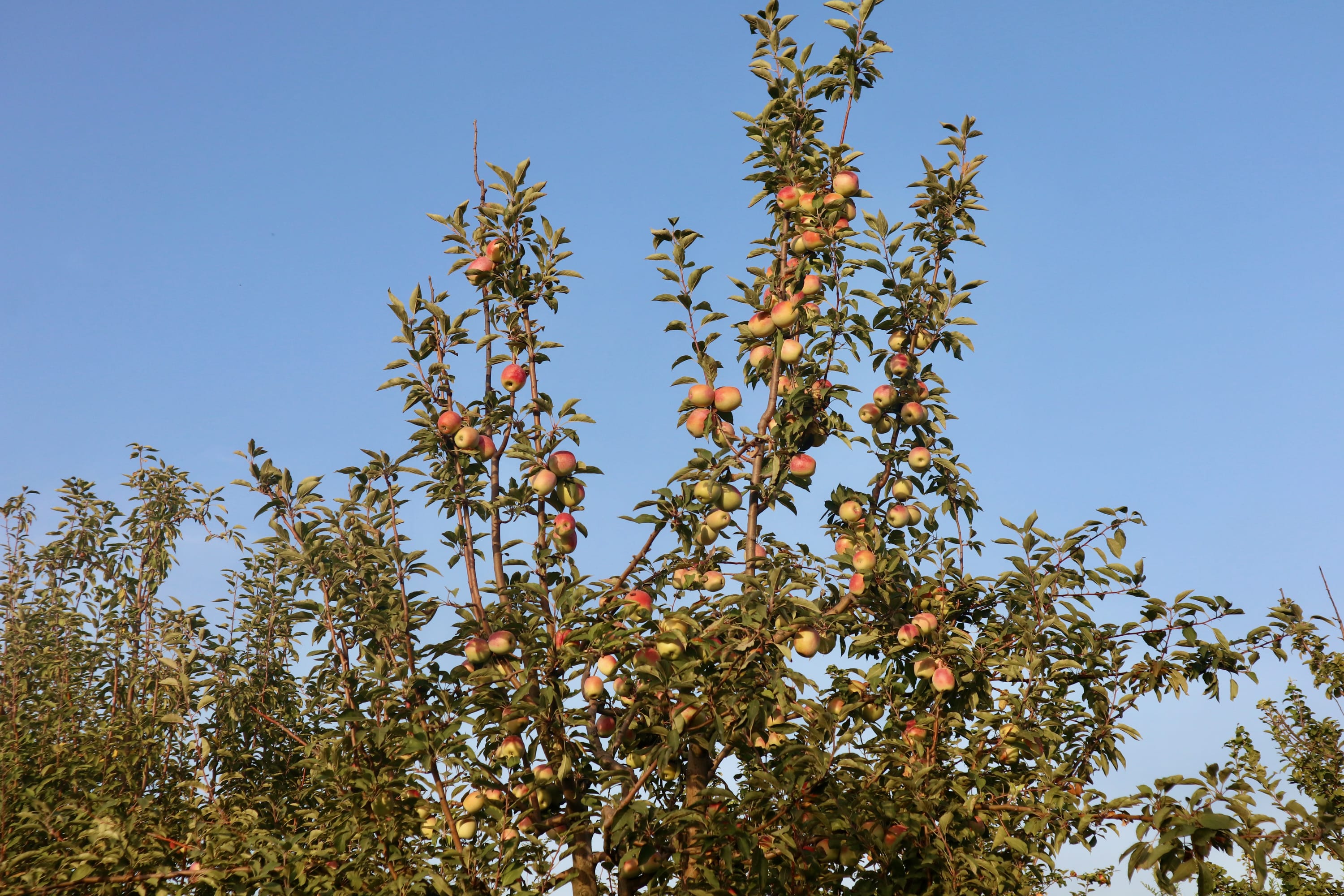 Apple trees laden with ripe red and yellow apples against a clear blue sky create one of Sheki's must-see spots. The branches are dense with green leaves, some reaching high upward. This orchard scene conveys a sense of lush abundance and natural beauty in this historic region, making it a top suggestion for things to do in Sheki. Whether you're exploring the picturesque orchards or simply enjoying the vibrant colors of nature, visiting these apple-laden vistas is an unforgettable experience that captures the essence of Sheki's charm and tradition.