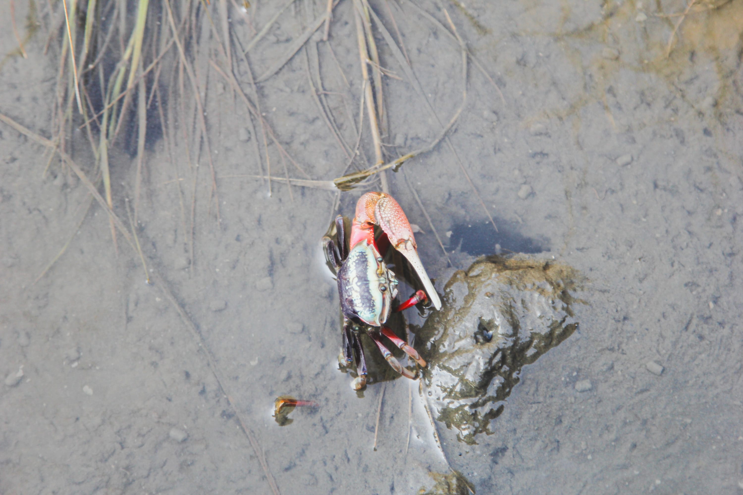 Two colorful fiddler crabs stand on wet, muddy ground near some grass—perfect sights to discover while exploring Taiwan cycling routes or setting off on a Taiwan bike adventure. One crab is mostly red and orange, the other a shiny purplish-blue.