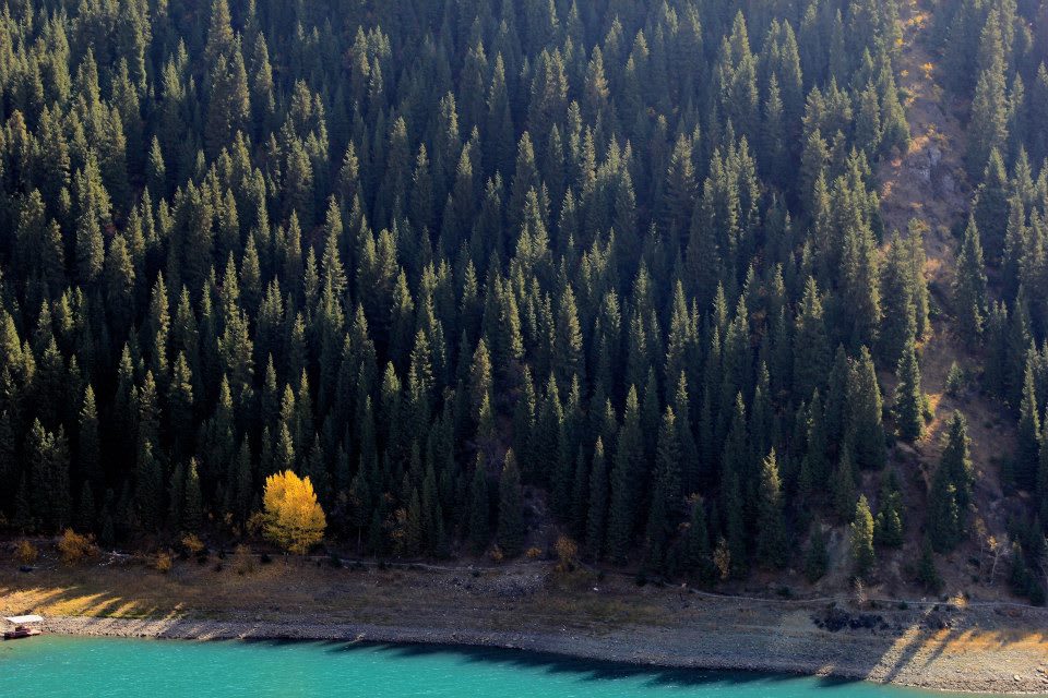 Dense evergreen forest covers a hillside, with a lone yellow-leaved tree standing out. Below, a calm teal river runs along the base, contrasting with the dark greens of the forest. This stunning landscape in Xinjiang is illuminated by sunlight casting subtle shadows over the lush scene.