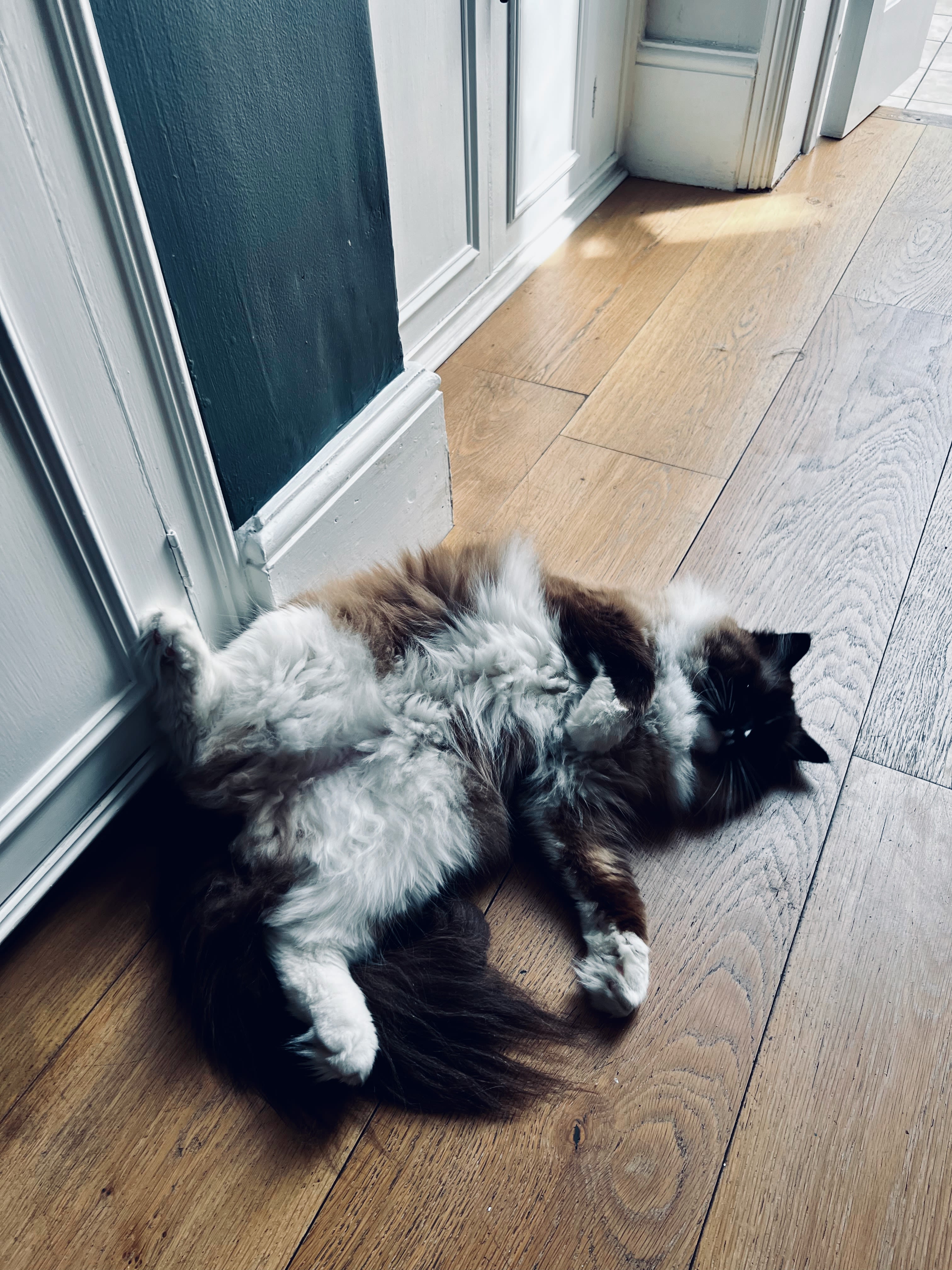 our cats in london