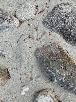 Kiwi footprints on Pomona Island