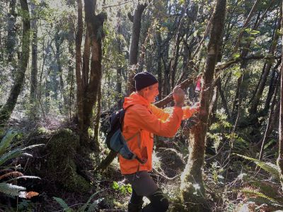 Conservation Work at Patea/Doubtful Sound