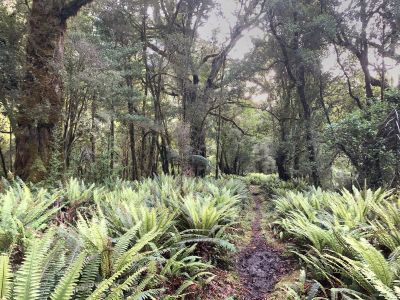 Dusky Track