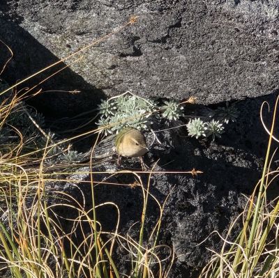Rock Wren