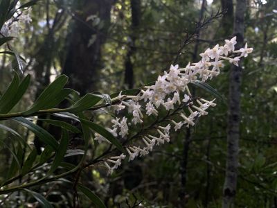 Orchid