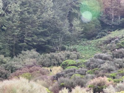 Two Takahe in the wild