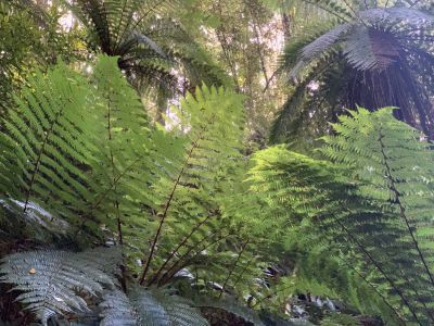 Forest Murchison Mountains