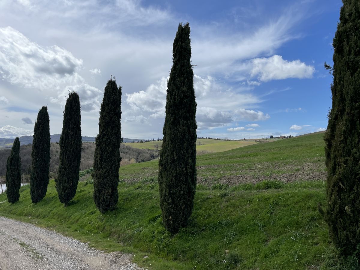 Val d'Orcia Cypress Trees