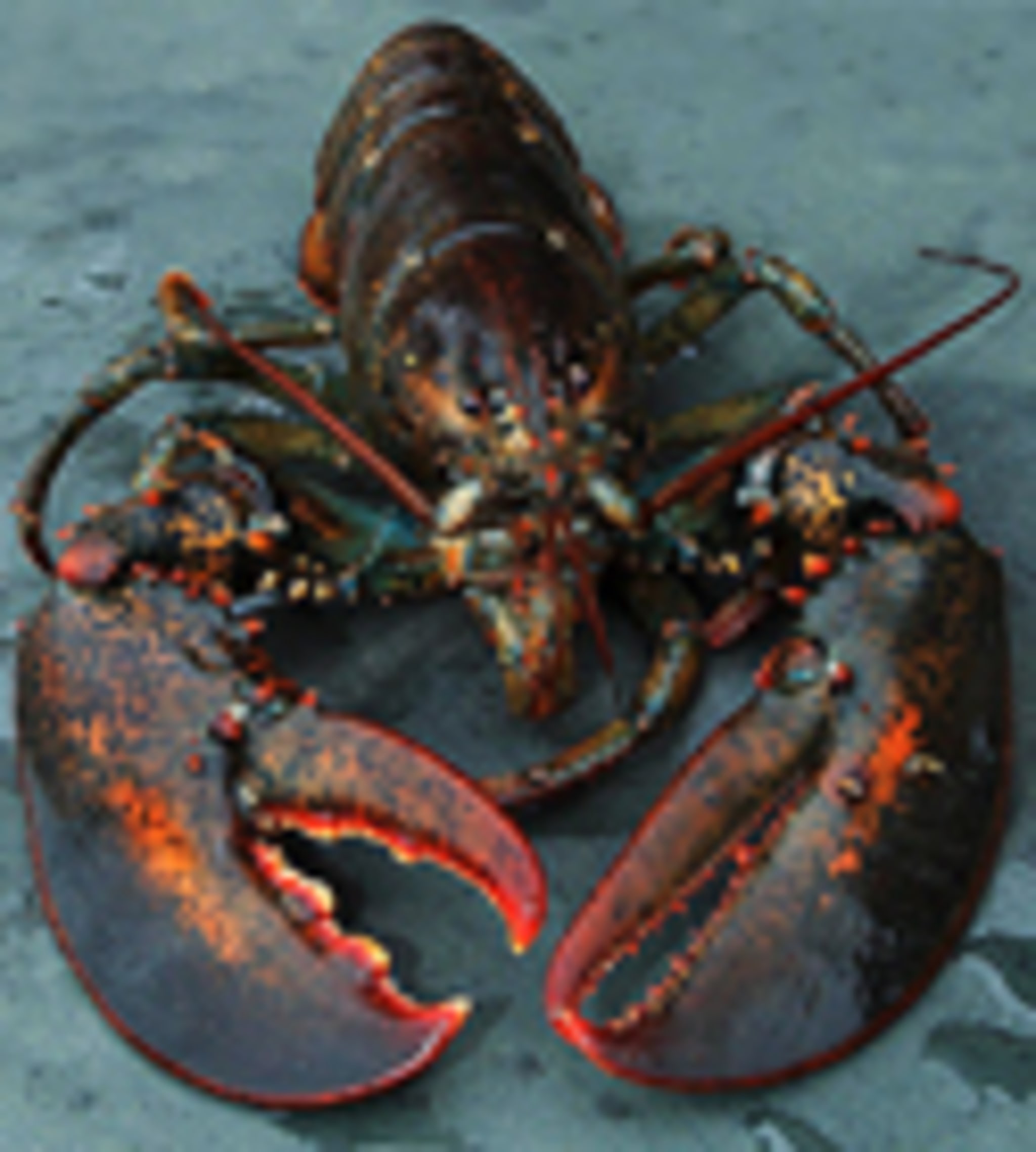Lobster Liberation Makes the News