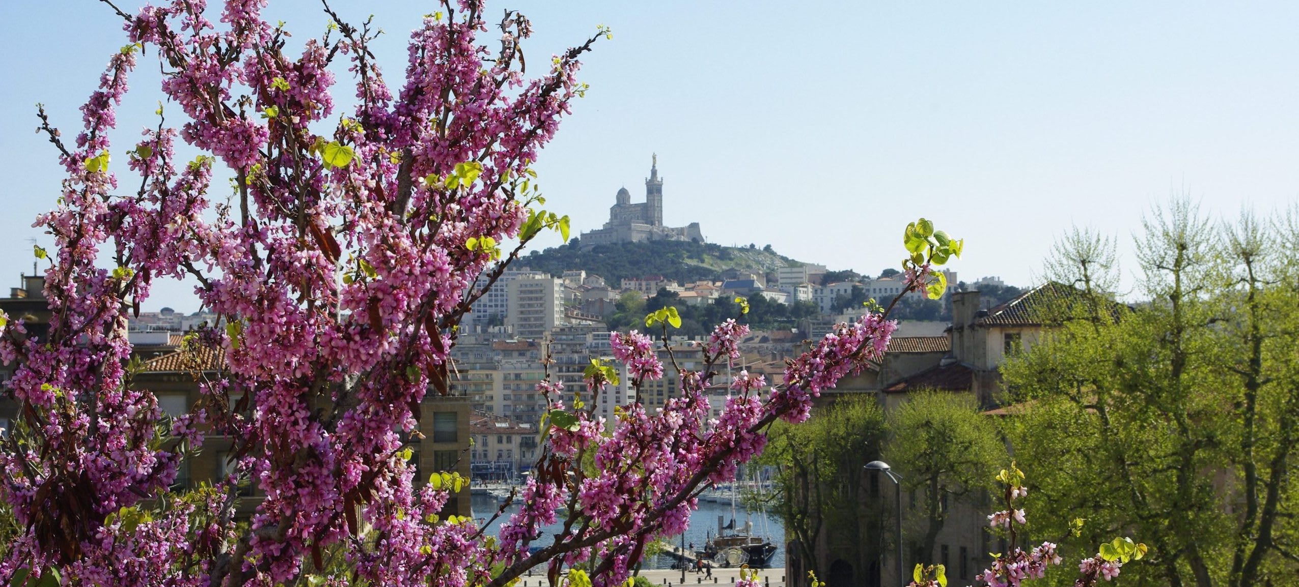 Massilia