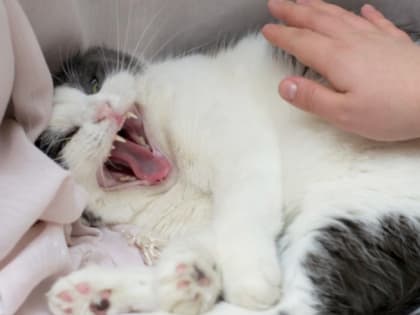 Челябинцев пригласили бесплатно привить своих питомцев от бешенства