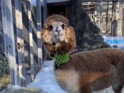 Историю спасения альпака Сильвы от сложной болезни рассказали в челябинском зоопарке