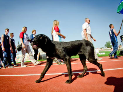 Южноуральцам рассказали, на что стоит обратить внимание при выборе шампуня для собак