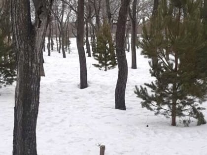 В Экологическом парке неизвестные спилили дерево