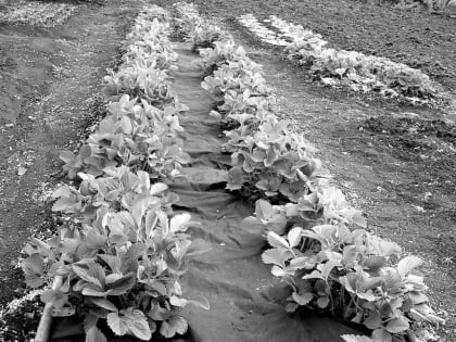  Выбираем сорта садовой земляники и готовимся к весенним посадкам