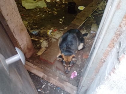 В Копейске продолжается отлов бездомных животных