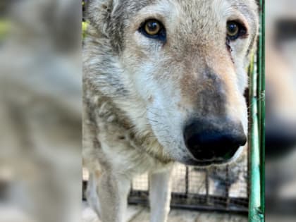 Пожилой волк Люк из челябинского зоопарка переехал в вольер для пенсионеров
