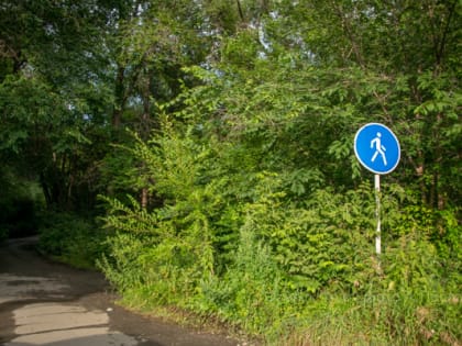 Прогулка по лесопарку: сокровища Набережной