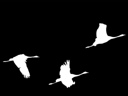 На здании «Крокус Сити Холл» появилась проекция «Журавли»