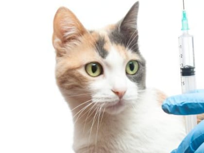 Позаботьтесь о своих питомцах: в Сатке пройдет бесплатная вакцинация животных от бешенства