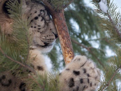 ЦКС взял под опеку снежного барса из челябинского зоопарка
