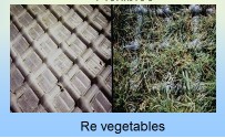 Modelo de integración vegetal