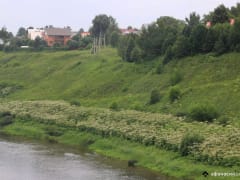 У землевладельца 90 процентов участка заросли кустарником и деревьями