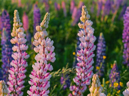 Погода в Твери сегодня: всего 22 градуса, но зато с плюсом