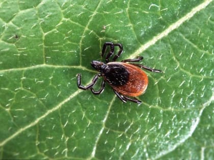 Низкая активность пауков в Твери: эпидемиологи призывают соблюдать меры безопасности