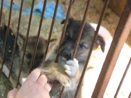 Сбор помощи для бездомных животных в России