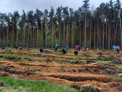 Тверская область заняла 1 место по количеству высаженных деревьев в рамках международной акции «Сад памяти»