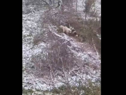 В Вышнем Волочке несколько домашних собак разорвали кошку