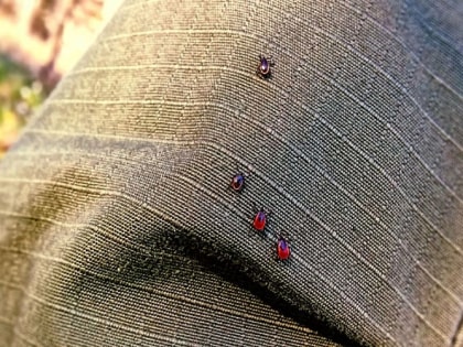 В Тверской области появились первые заболевшие инфекциями, передающихся клещами